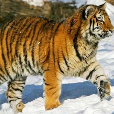 Схема вышивки «tygrys»