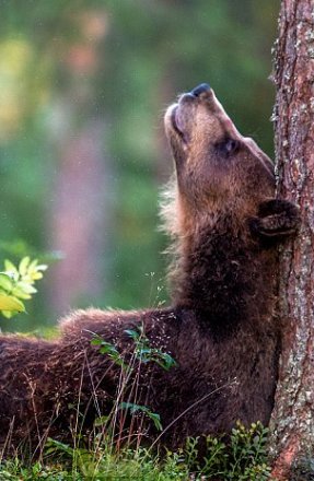 МЕДВЕДЬ - медведь, природа, дикие животные - оригинал