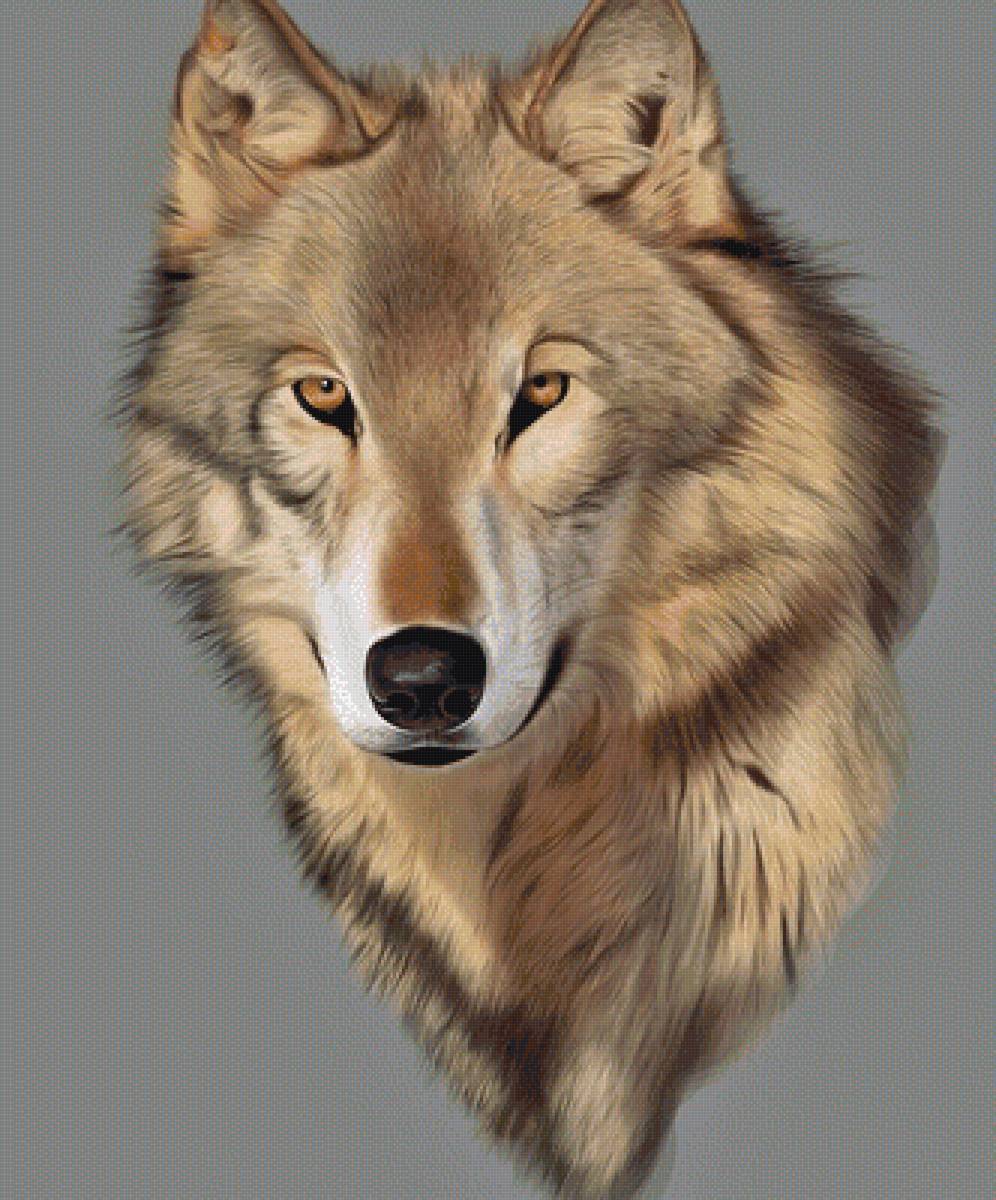 №1950556 - животные, волки, хищники - предпросмотр