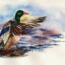 Схема вышивки «Утка худ. P. Williams»