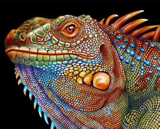 ящерица - ящерица - оригинал