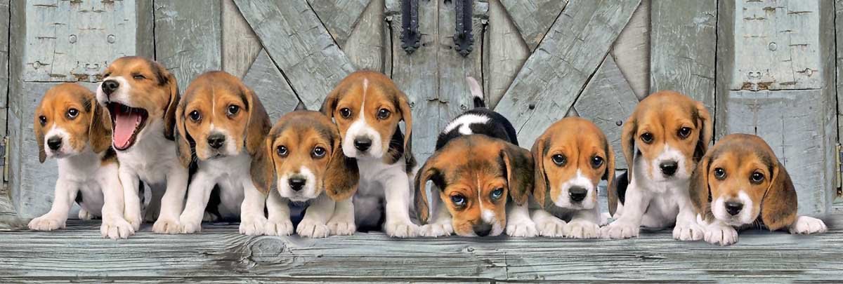 №1951140 - собаки, животные - оригинал