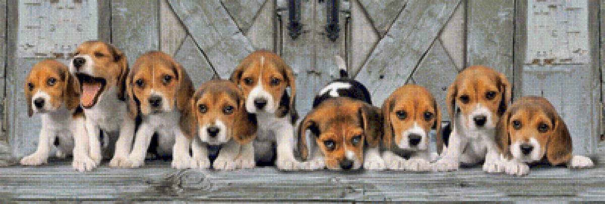 №1951140 - собаки, животные - предпросмотр