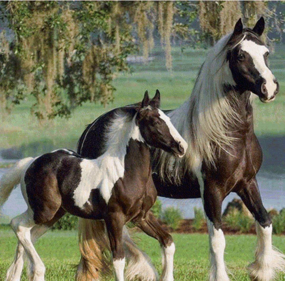 Horse family. Лошади. Породистые лошади. Разные породы лошадей. Лошадь с жеребенком.