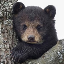 Медвежёнок