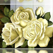 Белые розы.