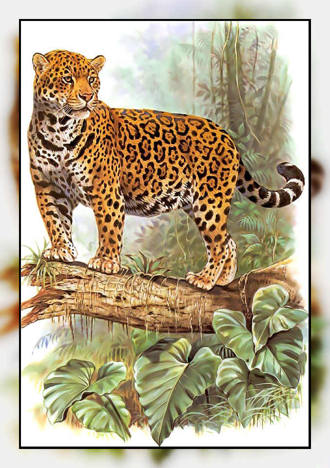 Серия " Кошачьи" Роберт Даллет. - животные., леопард, хищник - оригинал