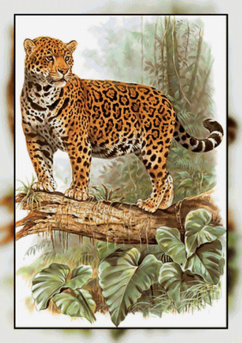 Серия " Кошачьи" Роберт Даллет. - леопард, хищник, животные. - предпросмотр