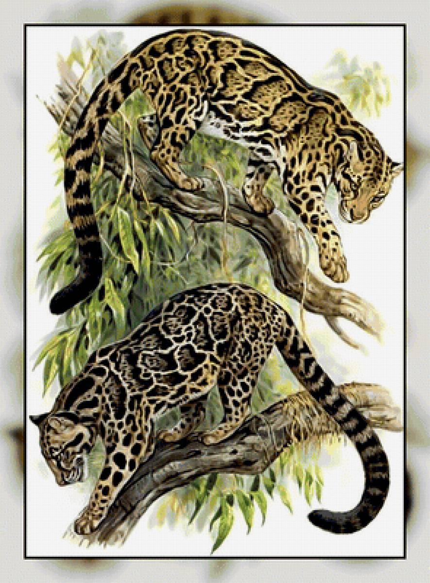 Серия " Кошачьи" Роберт Даллет. - животные., большая, кошка, хищник - предпросмотр