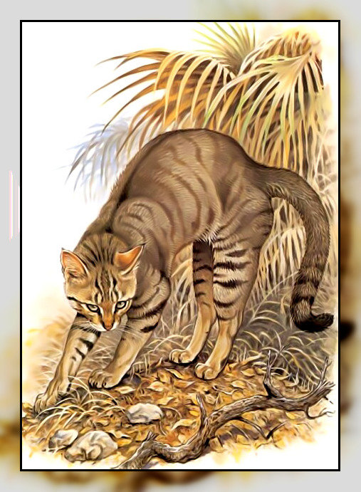 Серия " Кошачьи" Роберт Даллет. - камышовый, большой, кот., хищник - оригинал