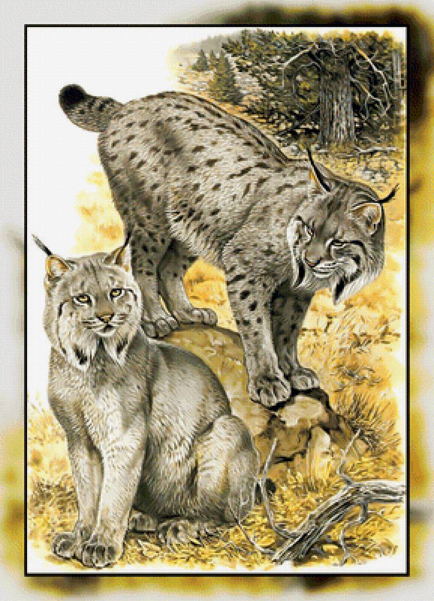 Серия " Кошачьи" Роберт Даллет. - животные., рыси, хищник - предпросмотр