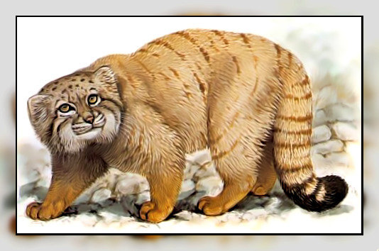 Серия " Кошачьи" Роберт Даллет. - манул, хищник, животные. - оригинал