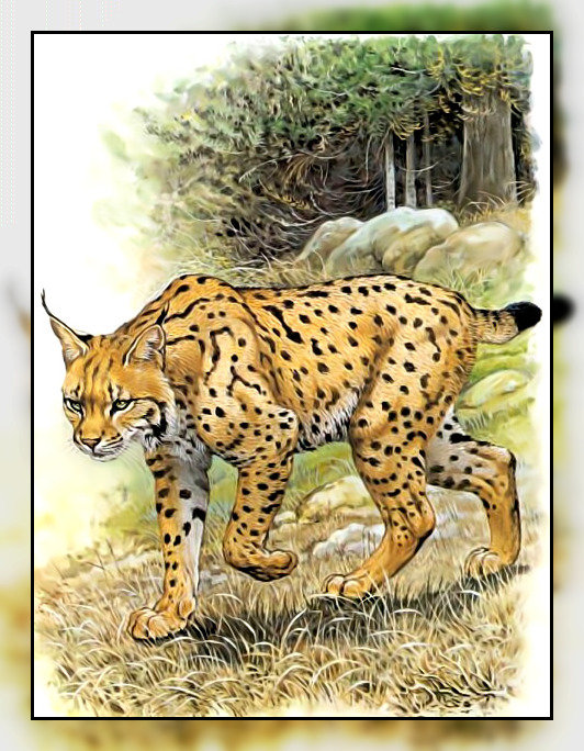 Серия " Кошачьи" Роберт Даллет. - кошка, большая, животные., хищник - оригинал