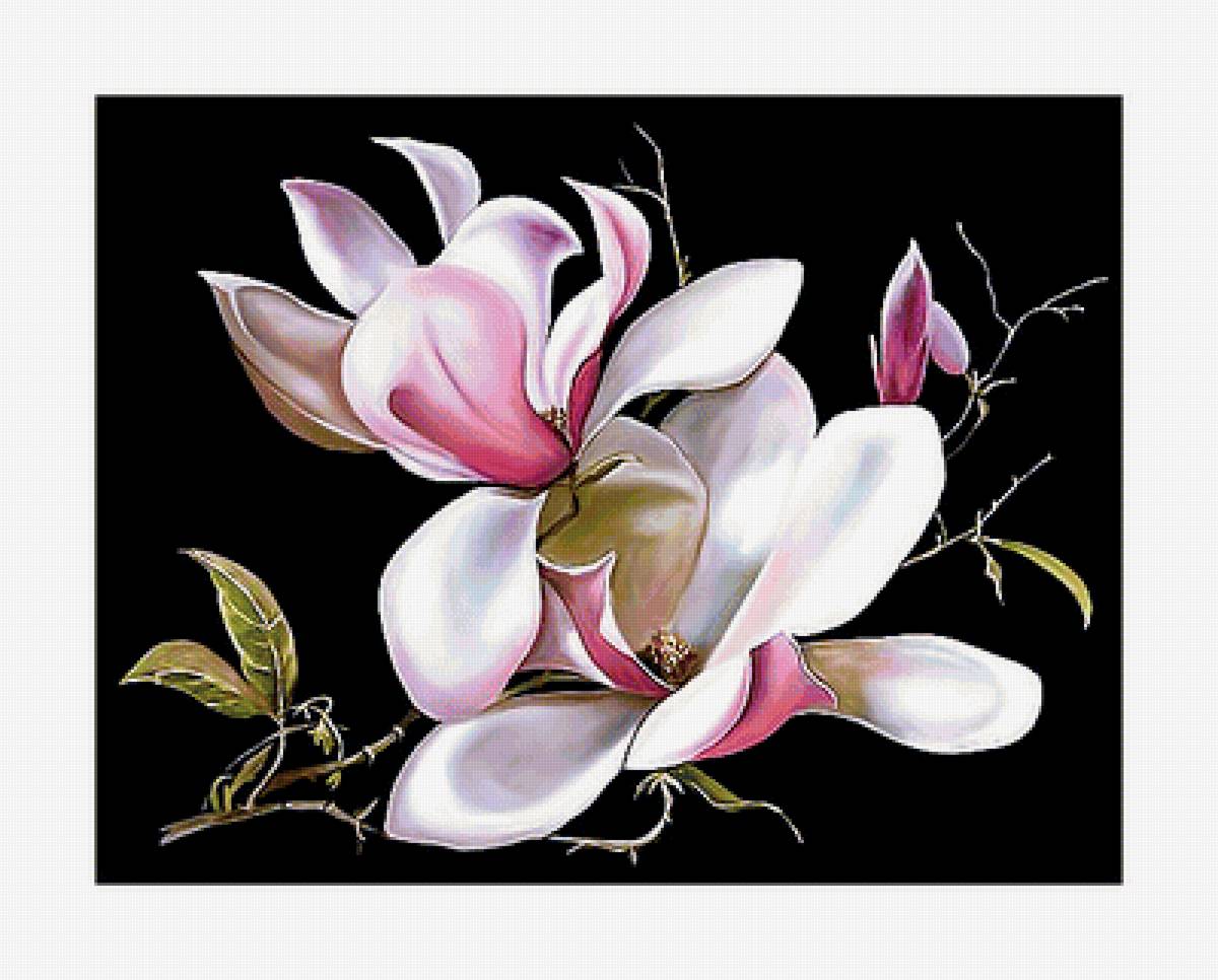 Серия "Магнолии" - флора, цветы, магнолии - предпросмотр