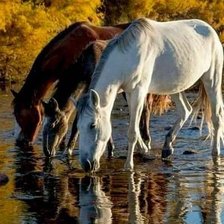 Схема вышивки «Лошади»