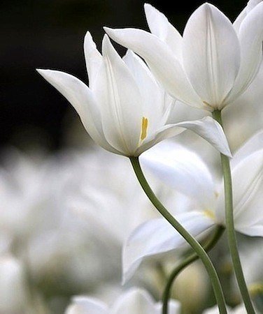 Цветы - белые цветы, цветы - оригинал