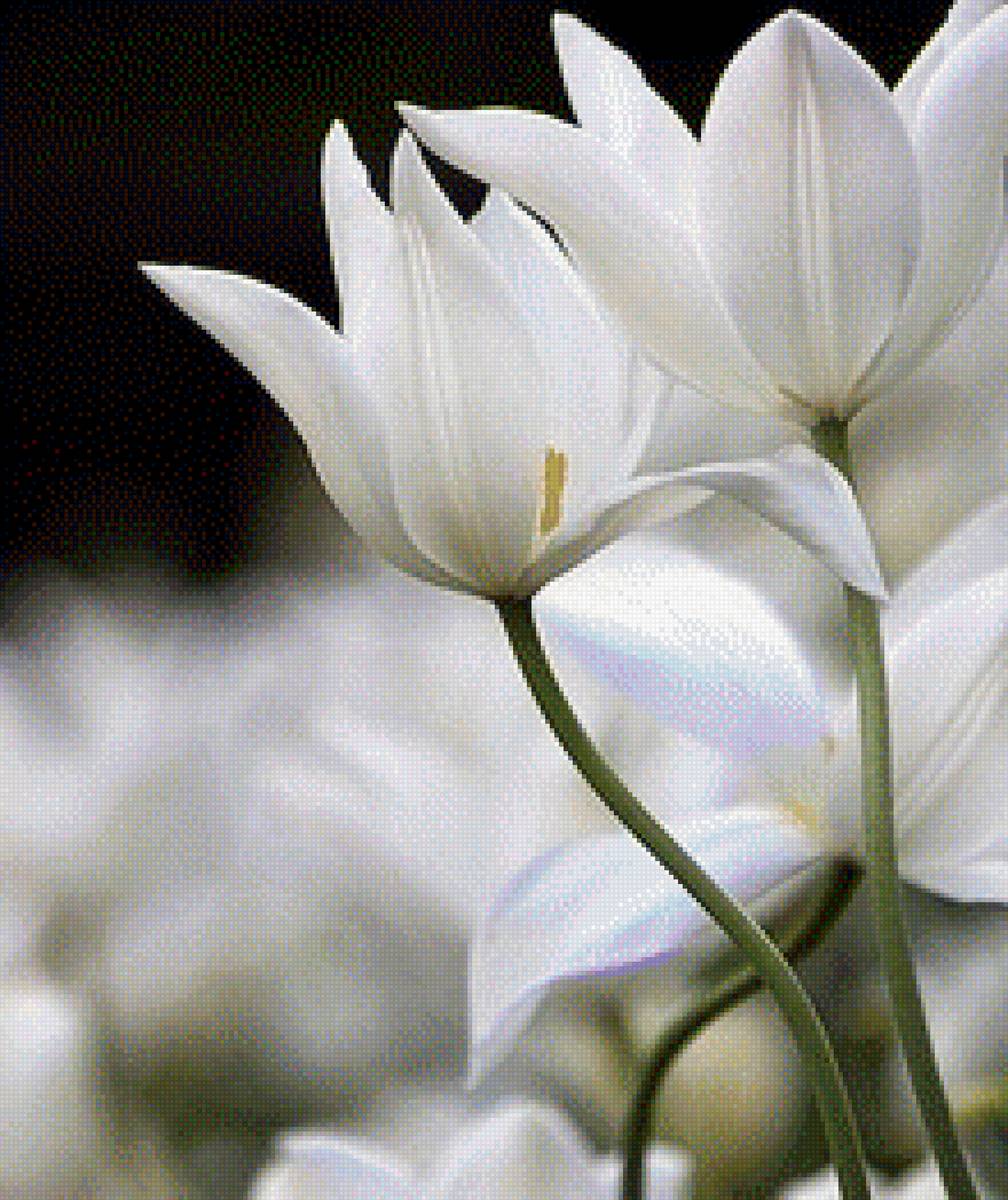 Цветы - цветы, белые цветы - предпросмотр