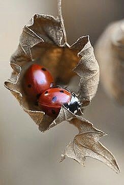 Божья коровка - божья коровка, лето, насекомые, жуки, лист - оригинал
