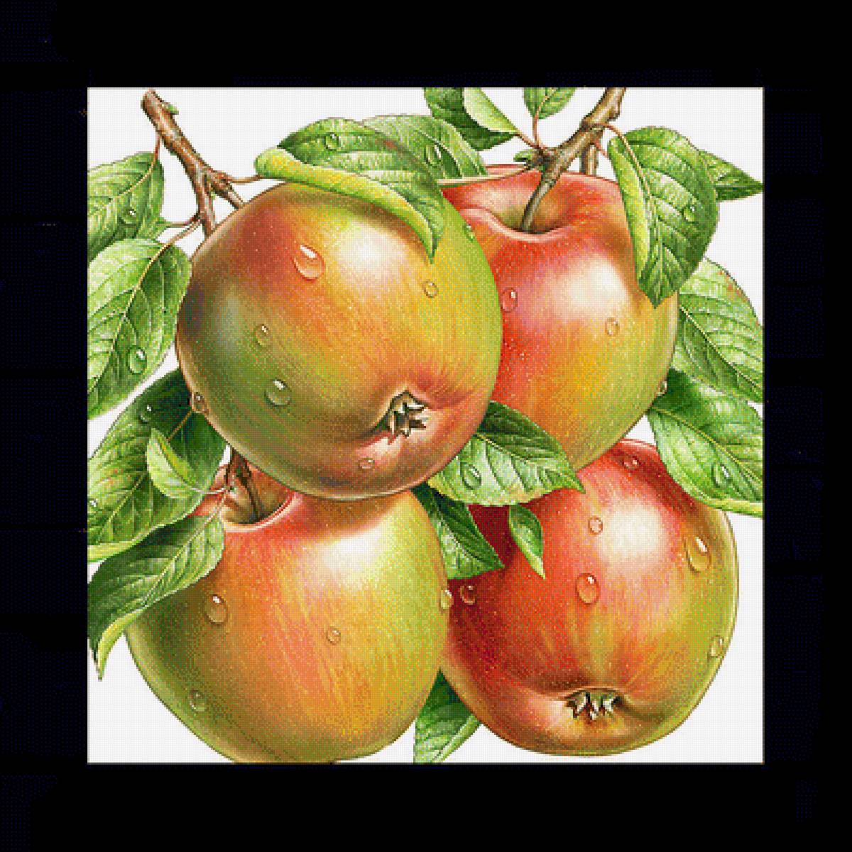 Яблочки - фрукты - предпросмотр