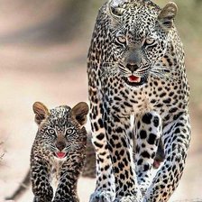 leopardai