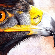 Схема вышивки «Орел худ. P. Williams»