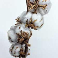 Схема вышивки «Хлопок»