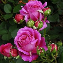 Схема вышивки «Роза»