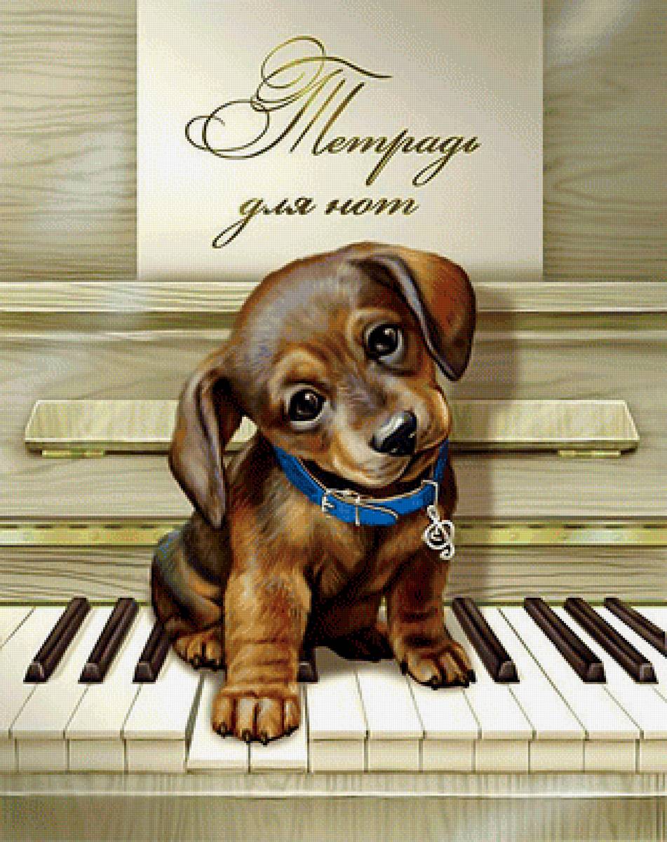 Маленький музыкант. - щенок, такса, пианино, музыка., рояль - предпросмотр