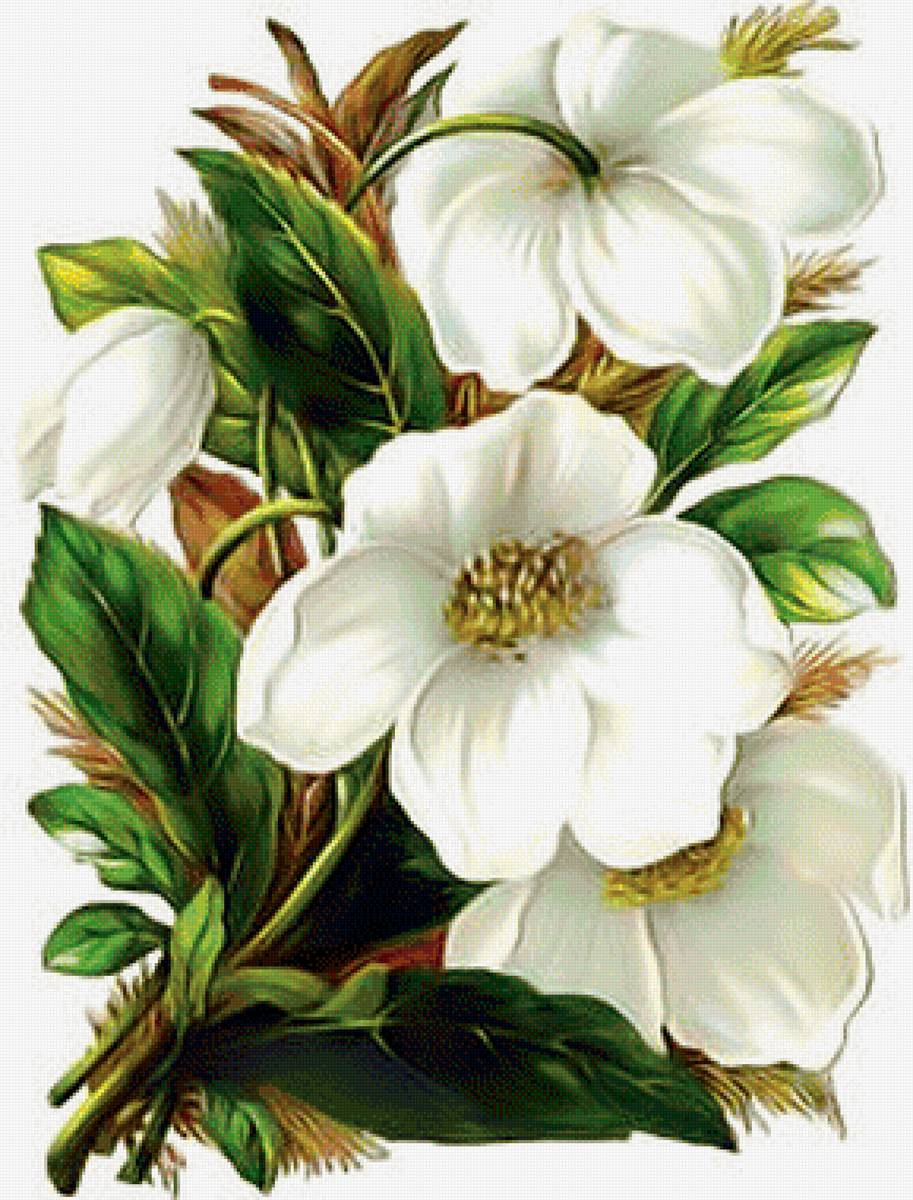 Белые цветы. - белые, цветы. - предпросмотр