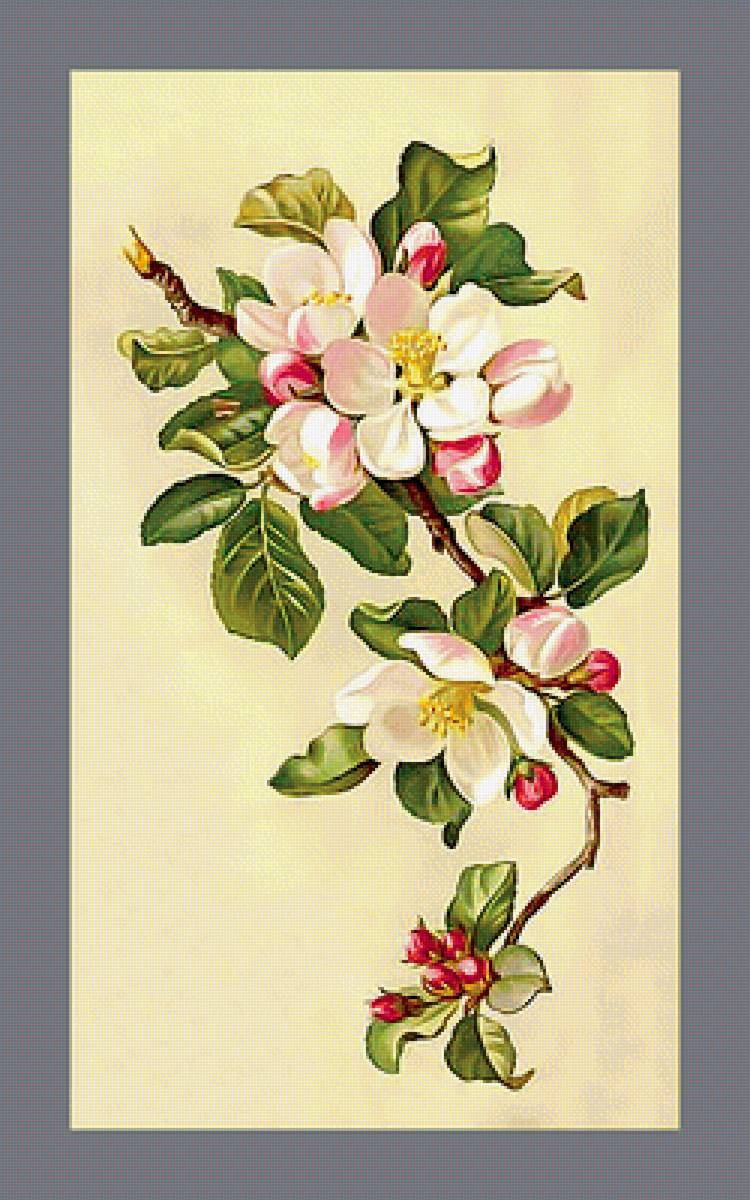 Яблоневый цвет - флора, ветка, цветы - предпросмотр