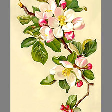 Оригинал схемы вышивки «Яблоневый цвет» (№1952167)