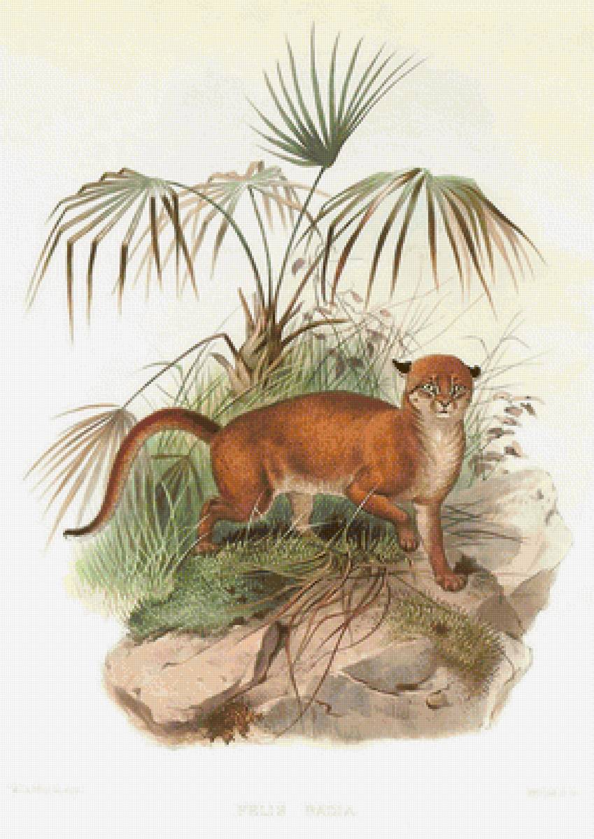 мир животных - мир животных - предпросмотр