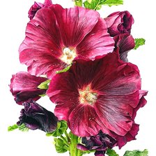 Схема вышивки «цветок»