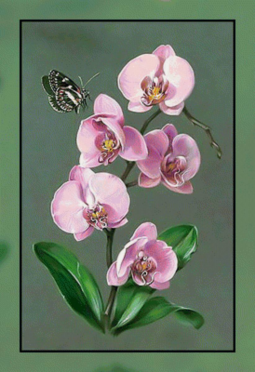 Орхидея. - бабочка., орхидея, цветок - предпросмотр