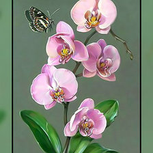 Схема вышивки «Орхидея.»
