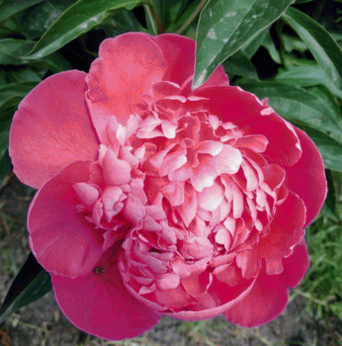 Пион - цветы - предпросмотр