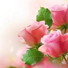 Схема вышивки «Розы»