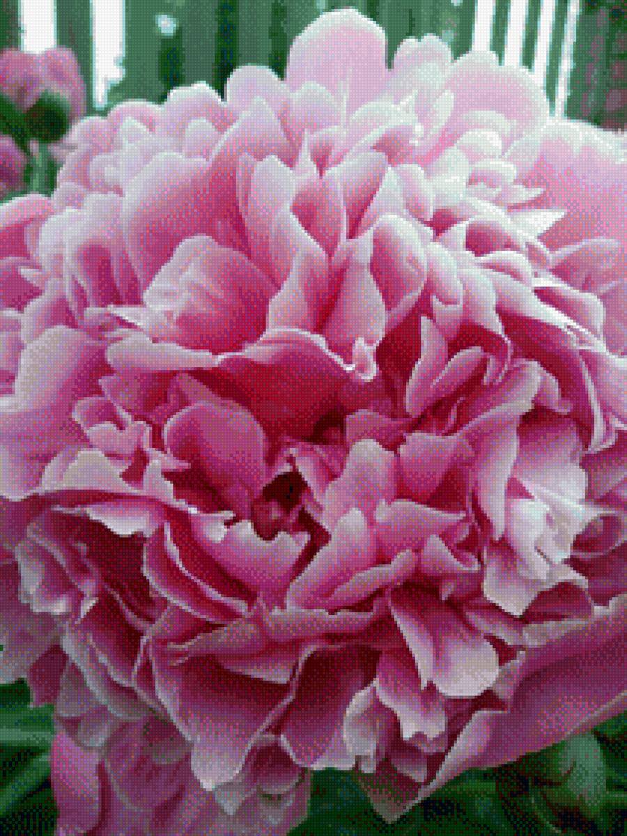 Пион - цветы - предпросмотр