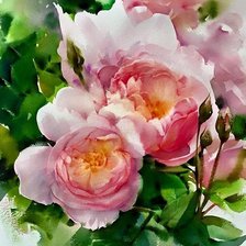 Схема вышивки «Розы»