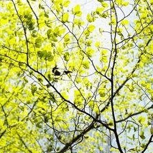 Схема вышивки «Зелень»