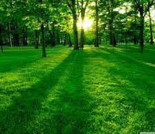 Оригинал схемы вышивки «Лес» (№1952812)