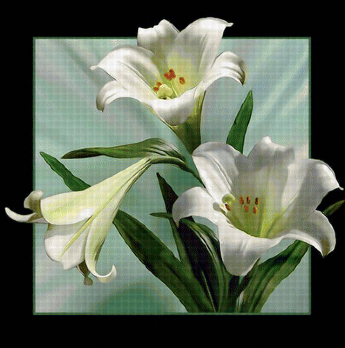 Белые лилии. - букет., белые, лилии, цветы - предпросмотр