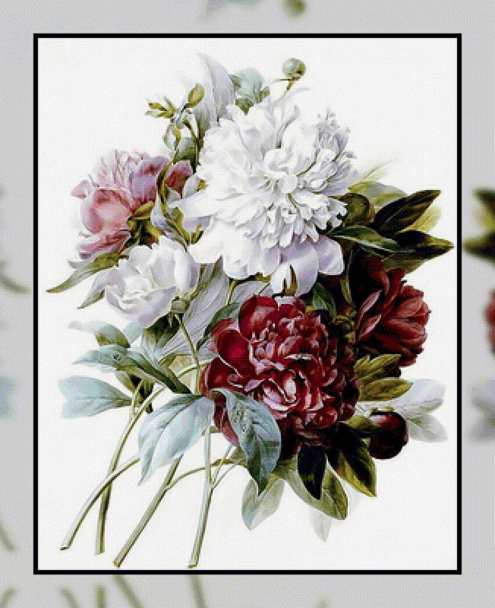 Пионы. Живопись. - букет., пионы - предпросмотр