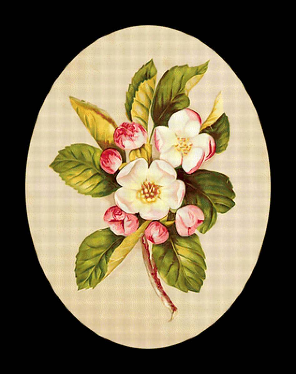 Яблоневый цвет - флора, ветка, цветы - предпросмотр