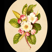 Оригинал схемы вышивки «Яблоневый цвет» (№1953051)