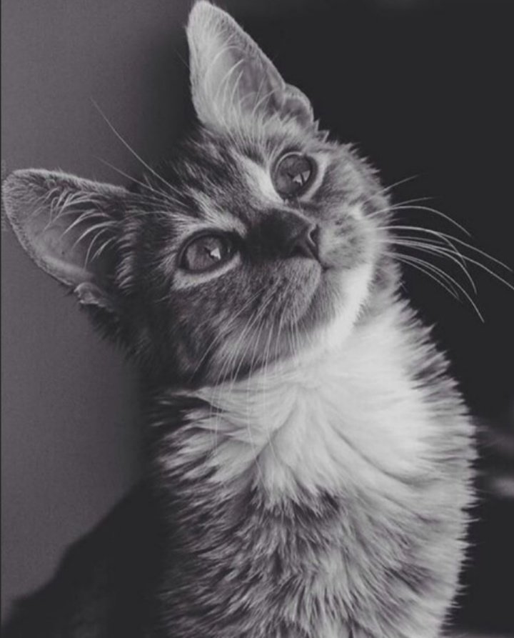 кошечка - оригинал