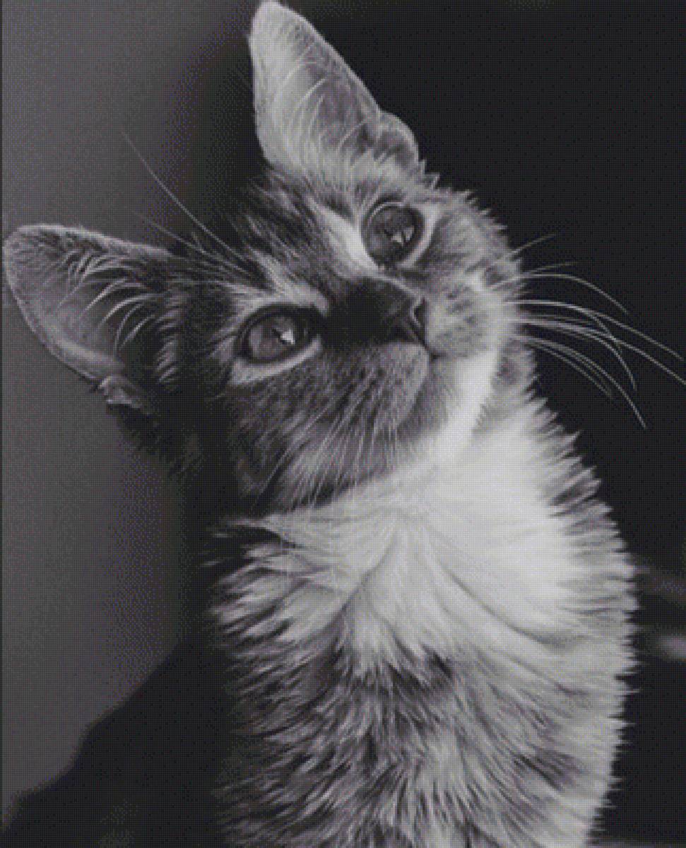 кошечка - предпросмотр