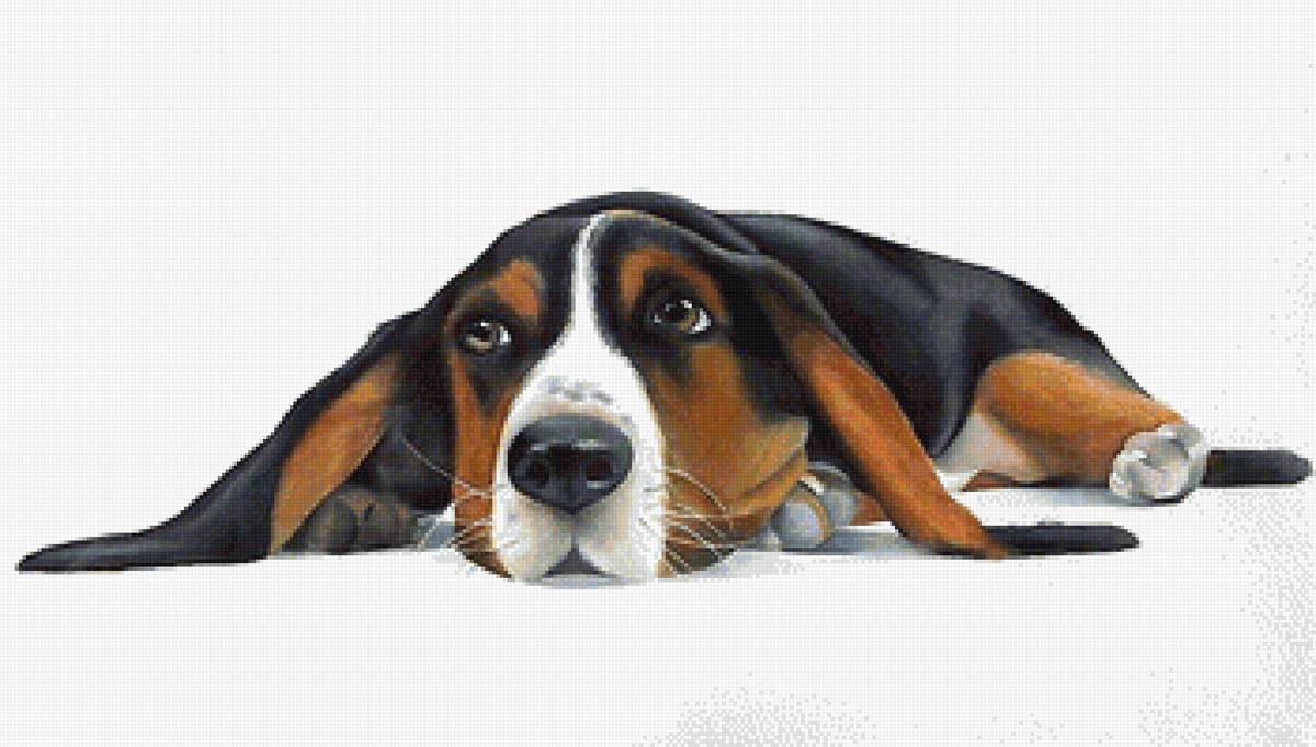 собака - собаки - предпросмотр