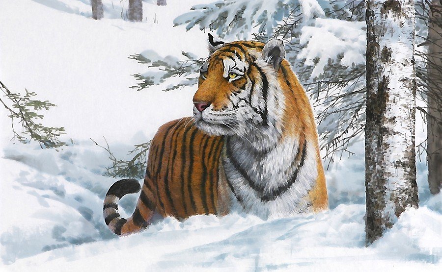 тигр - мир животных - оригинал