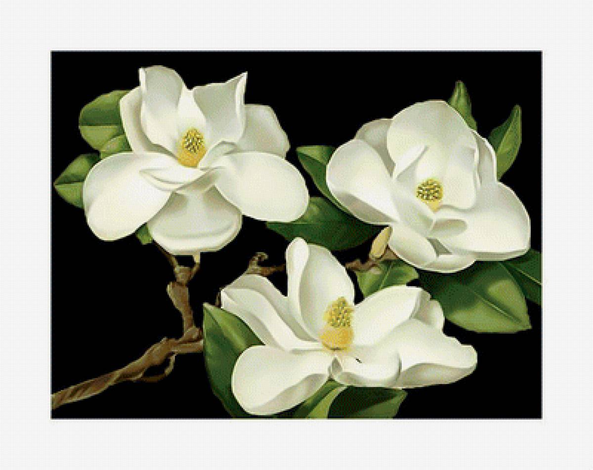 Белая магнолия. - магнолия., фон, цветок, черный - предпросмотр